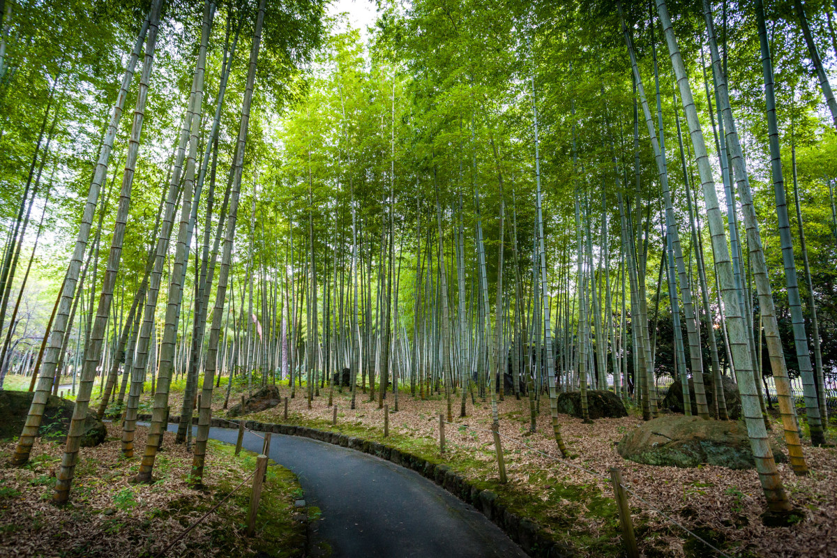 Beppu-Japan-12