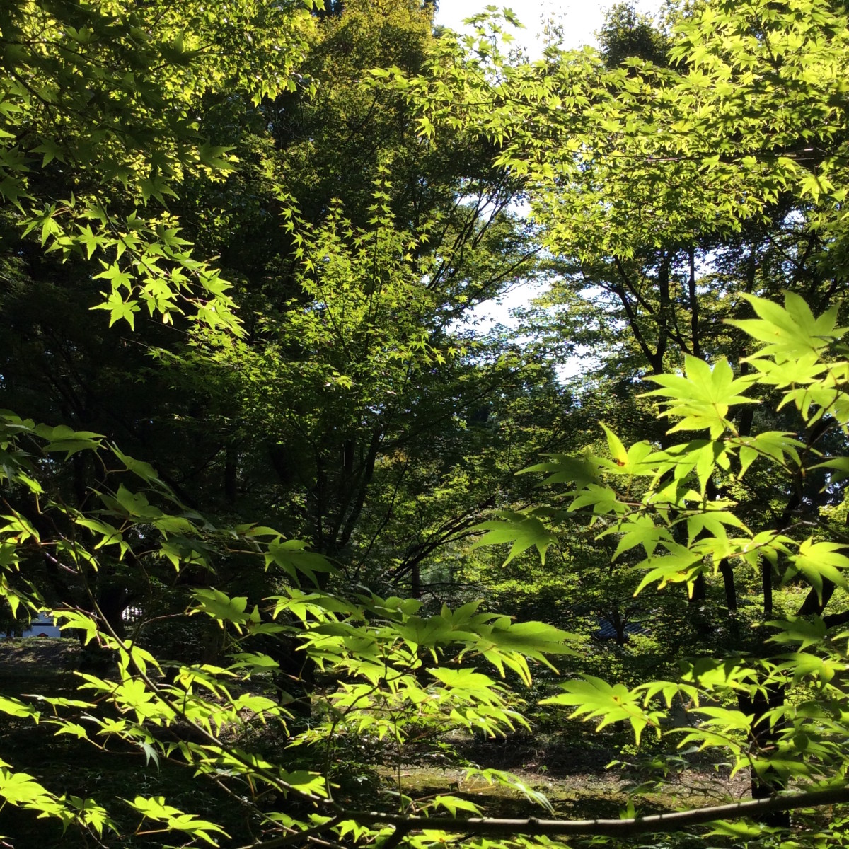 Kyoto-Japan-98