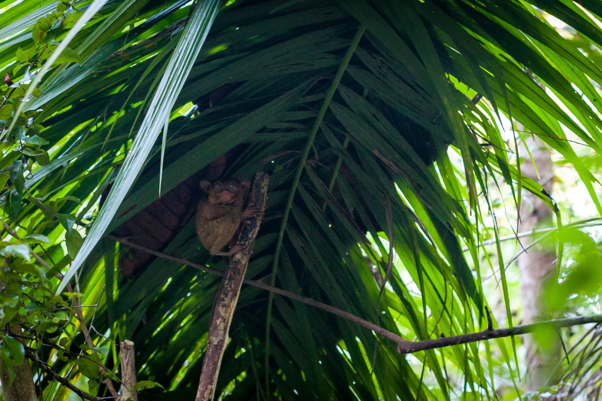 Loboc-River-Bohol-Philippinen-11