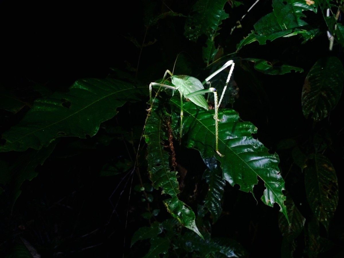 Gunung-Mulu-National-Park-Borneo-25