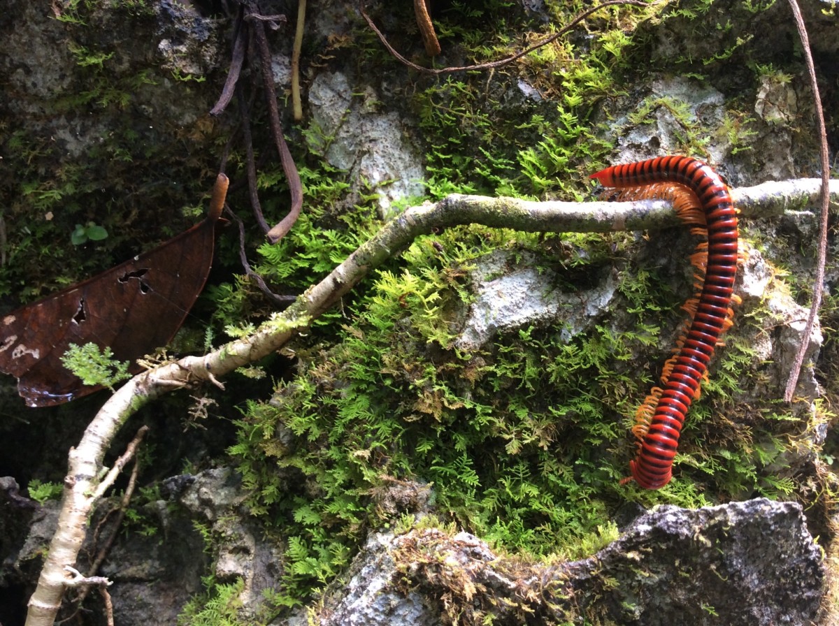 Gunung-Mulu-National-Park-Borneo-27