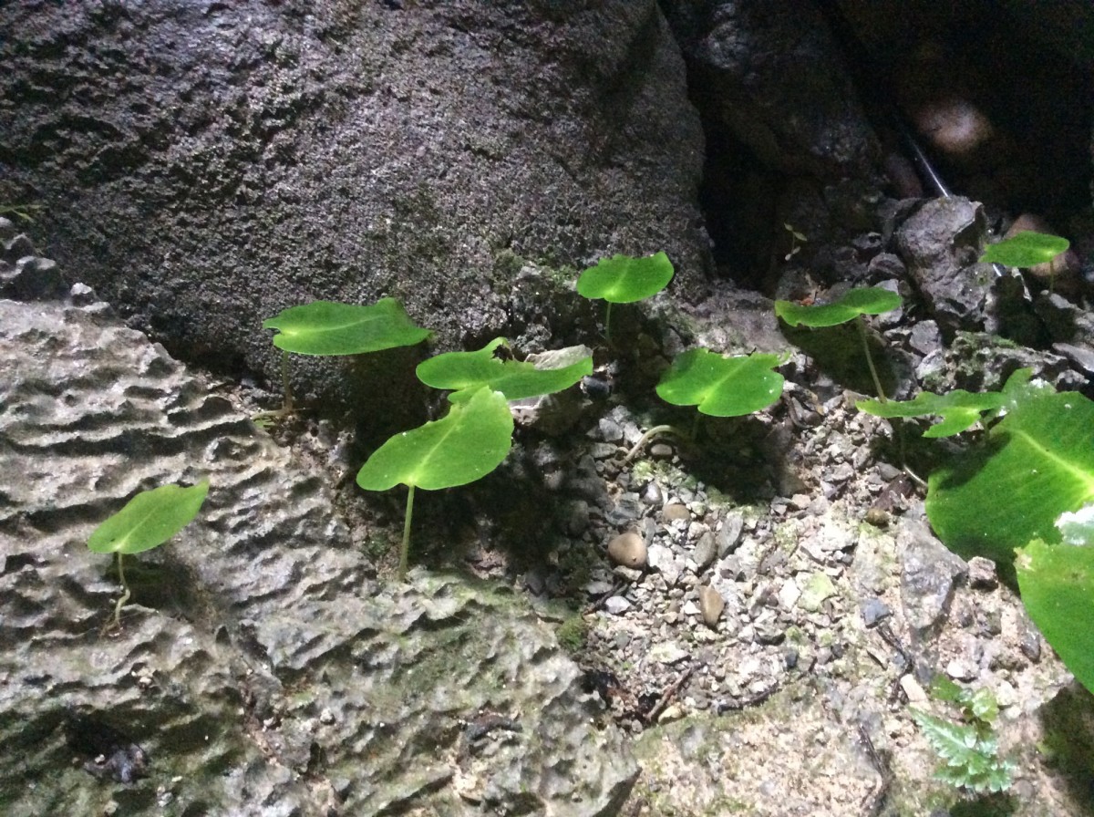 Gunung-Mulu-National-Park-Borneo-29