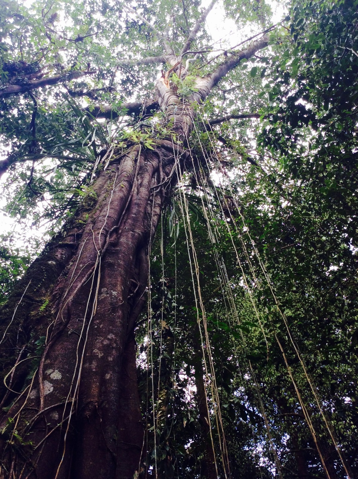 Gunung-Mulu-National-Park-Borneo-31