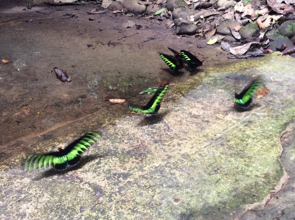 Gunung-Mulu-National-Park-Borneo-32