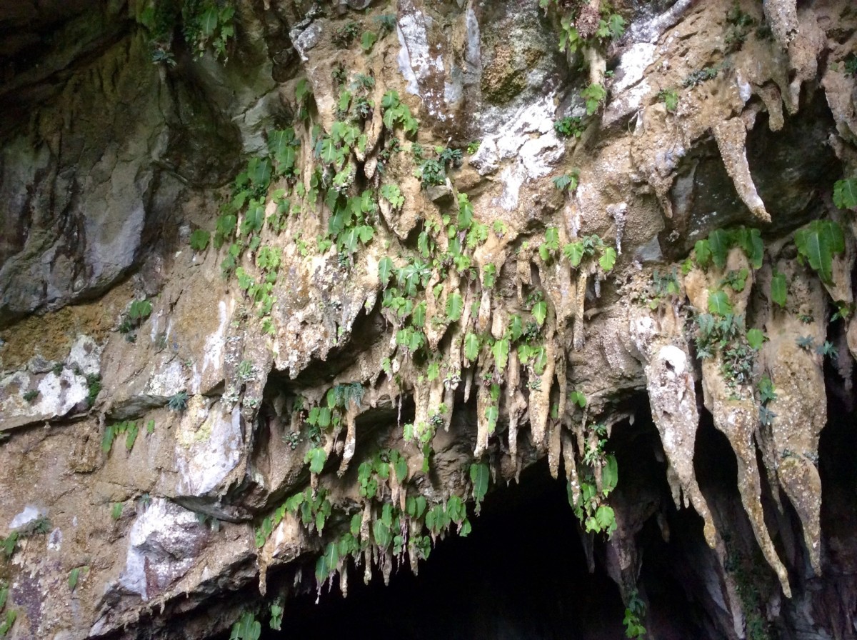 Gunung-Mulu-National-Park-Borneo-33