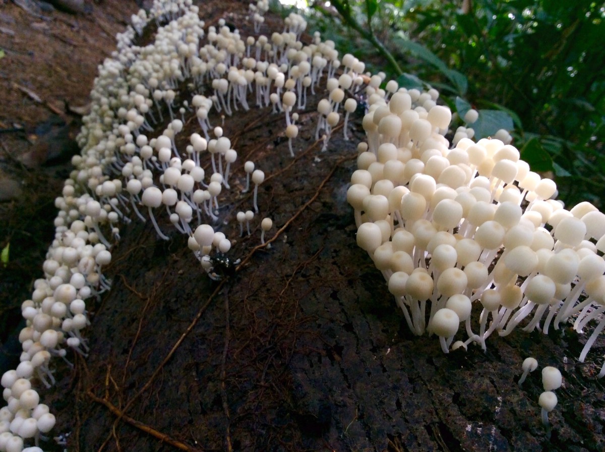 Gunung-Mulu-National-Park-Borneo-35