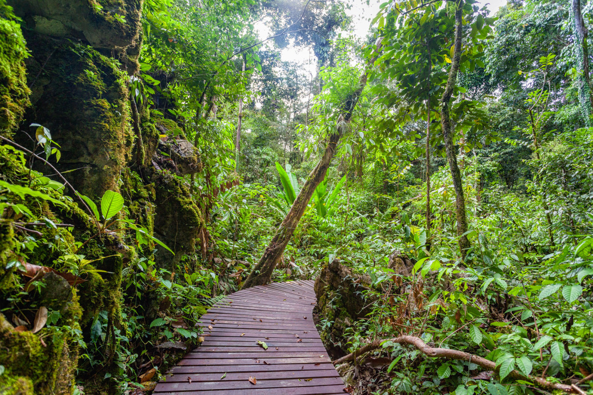 Gunung-Mulu-National-Park-Borneo-5