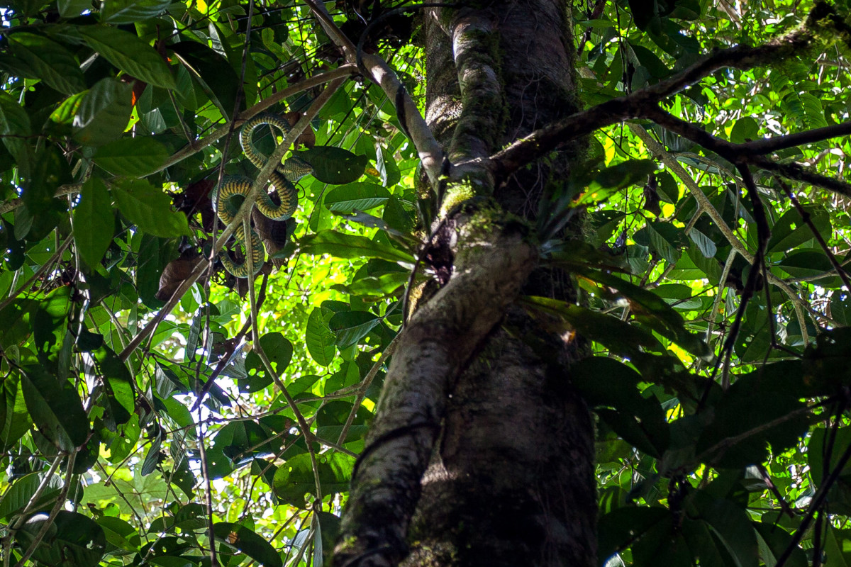 Gunung-Mulu-National-Park-Borneo-6