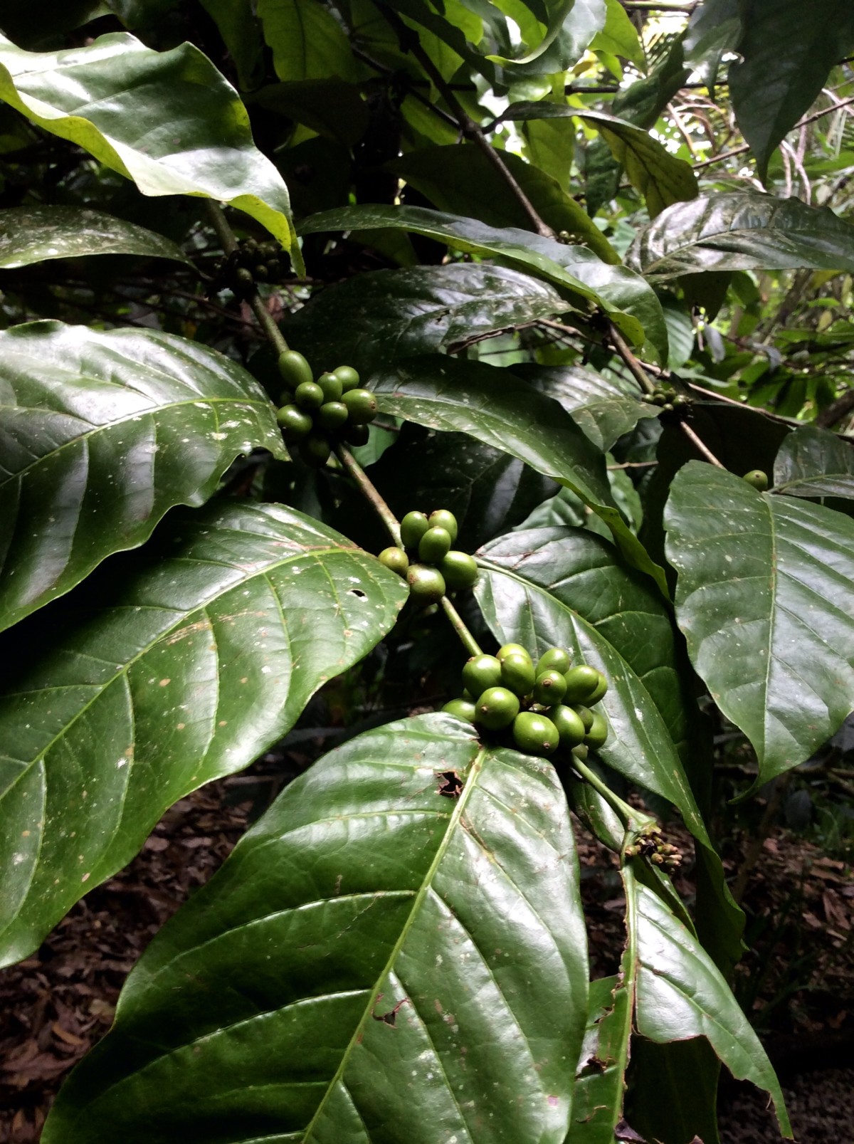 Kuta-Ubud-Bali-70