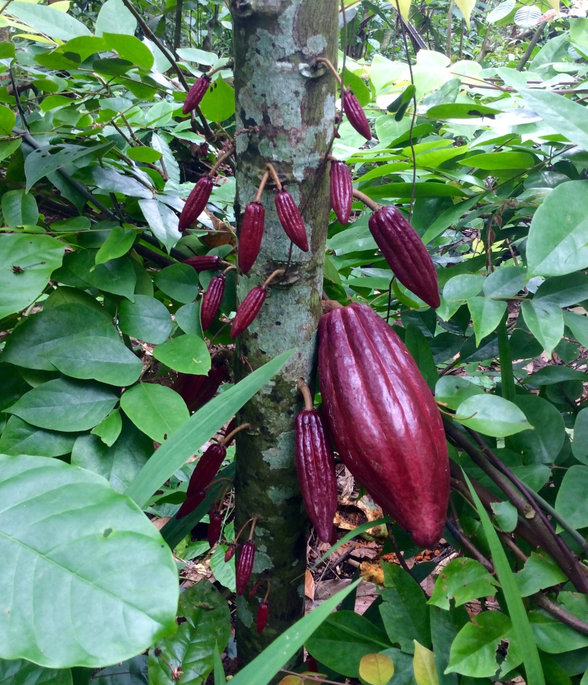 Kuta-Ubud-Bali-71