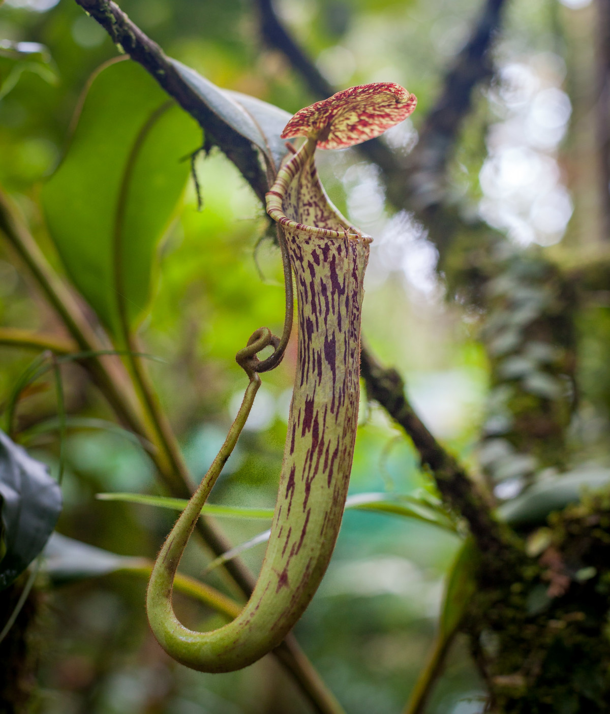 Mount-Kinabalu-Borneo-1