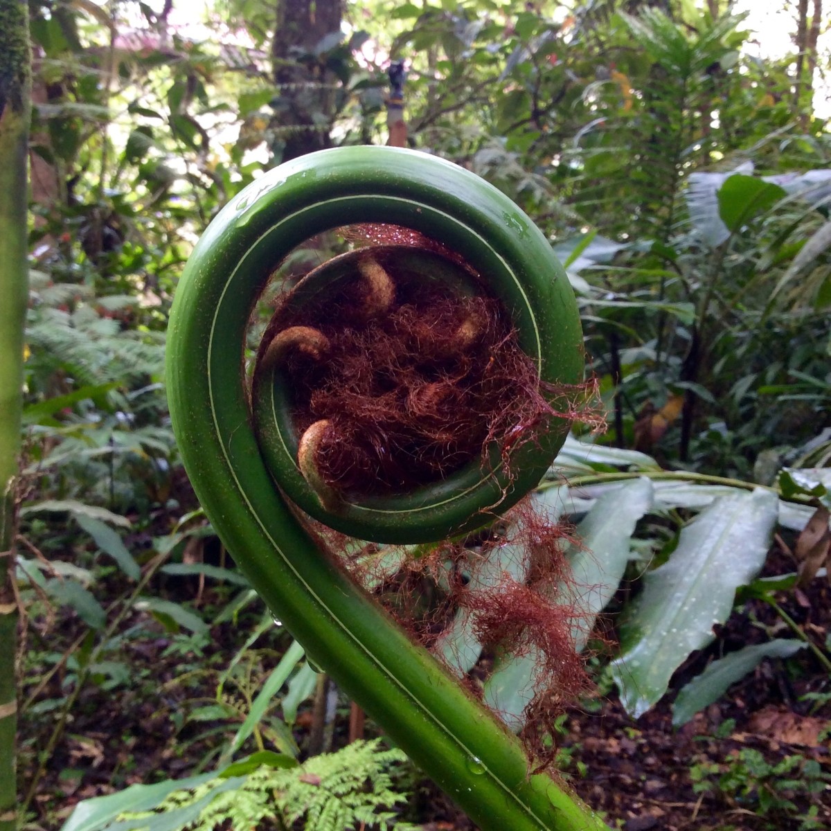 Mount-Kinabalu-Borneo-23