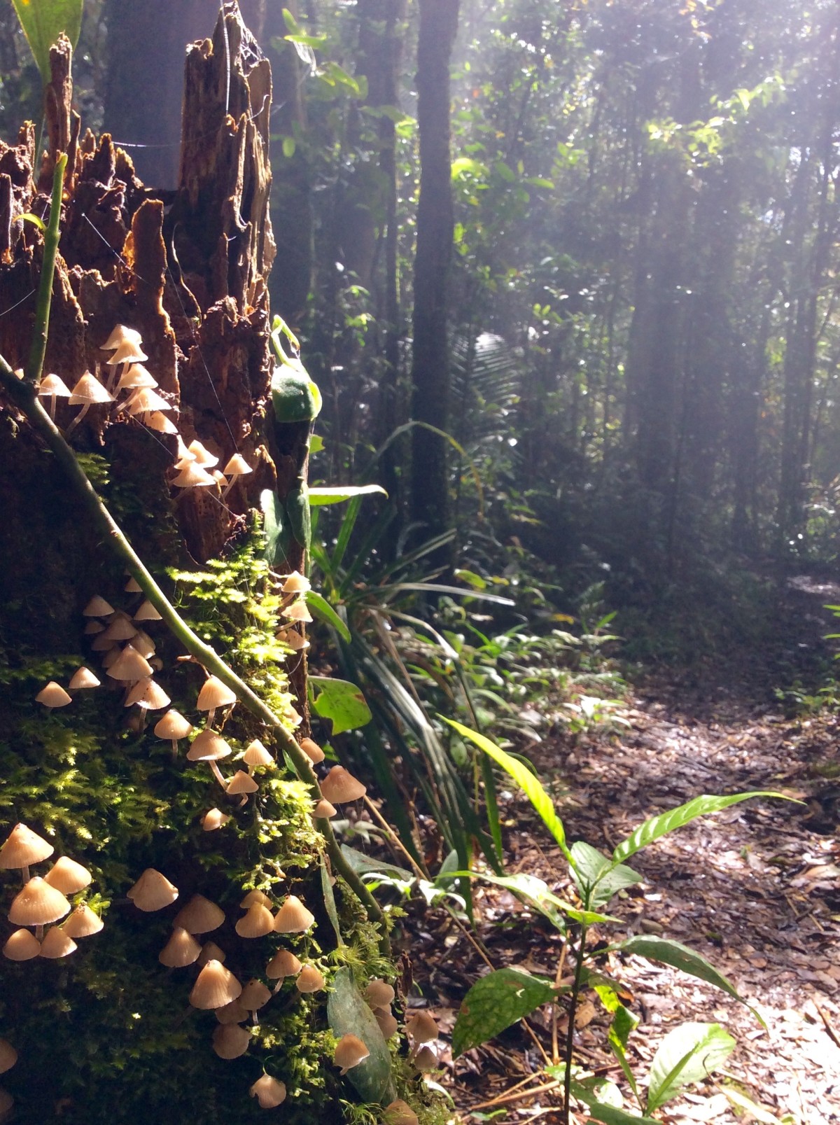 Mount-Kinabalu-Borneo-24