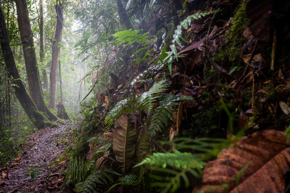 Mount-Kinabalu-Borneo-4