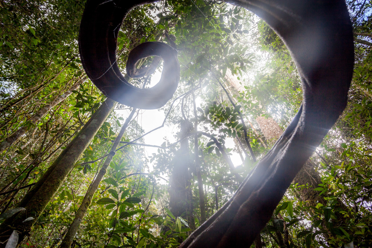 Mount-Kinabalu-Borneo-5