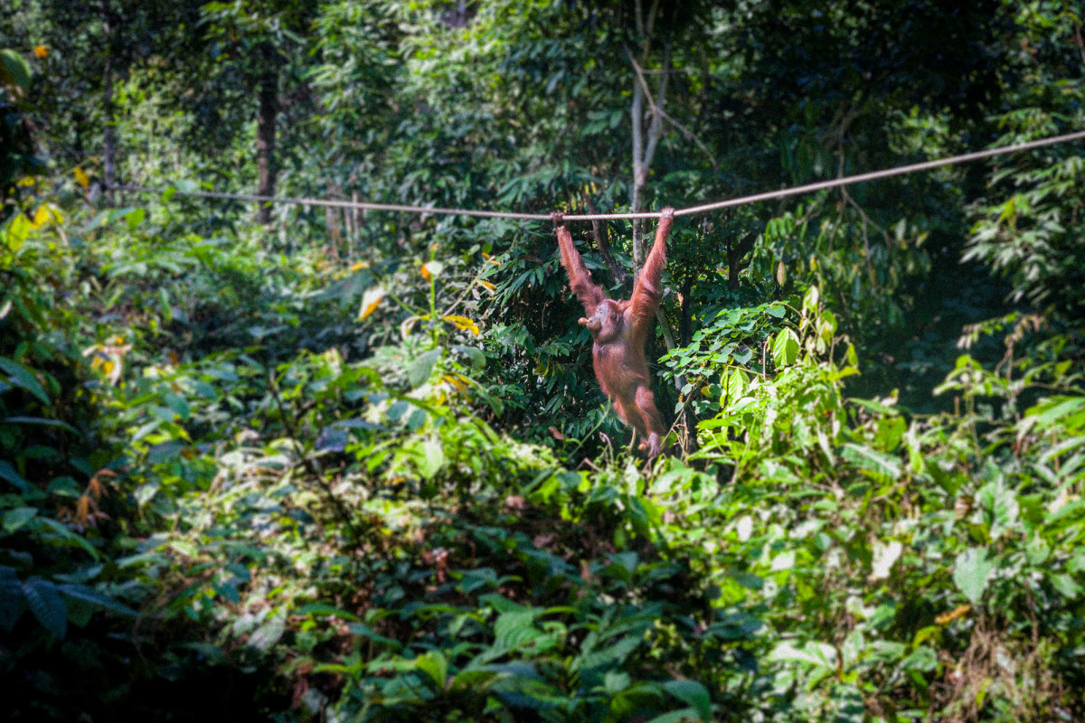 Sepilok-Orang-Utan-11