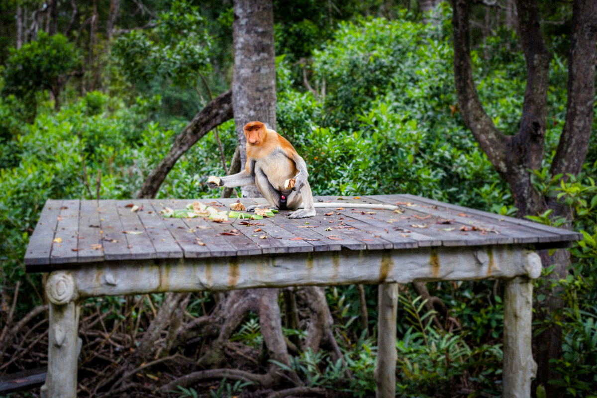 Sepilok-Orang-Utan-12