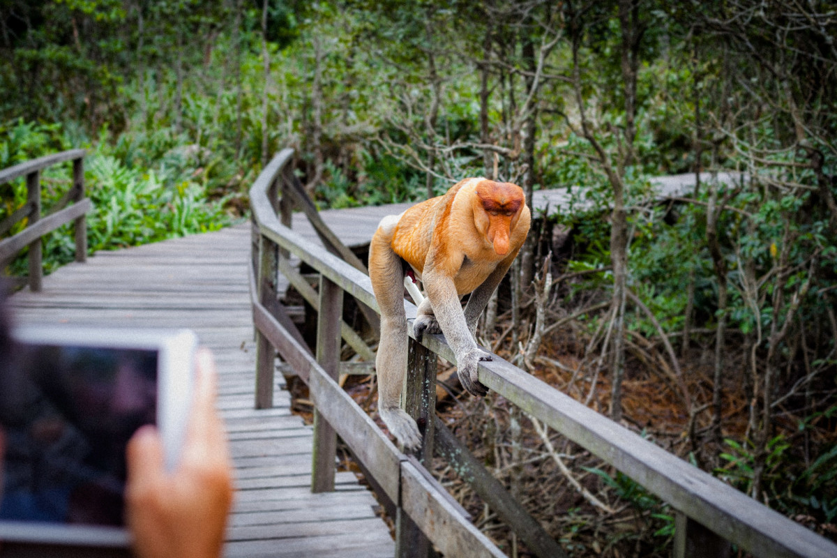 Sepilok-Orang-Utan-13