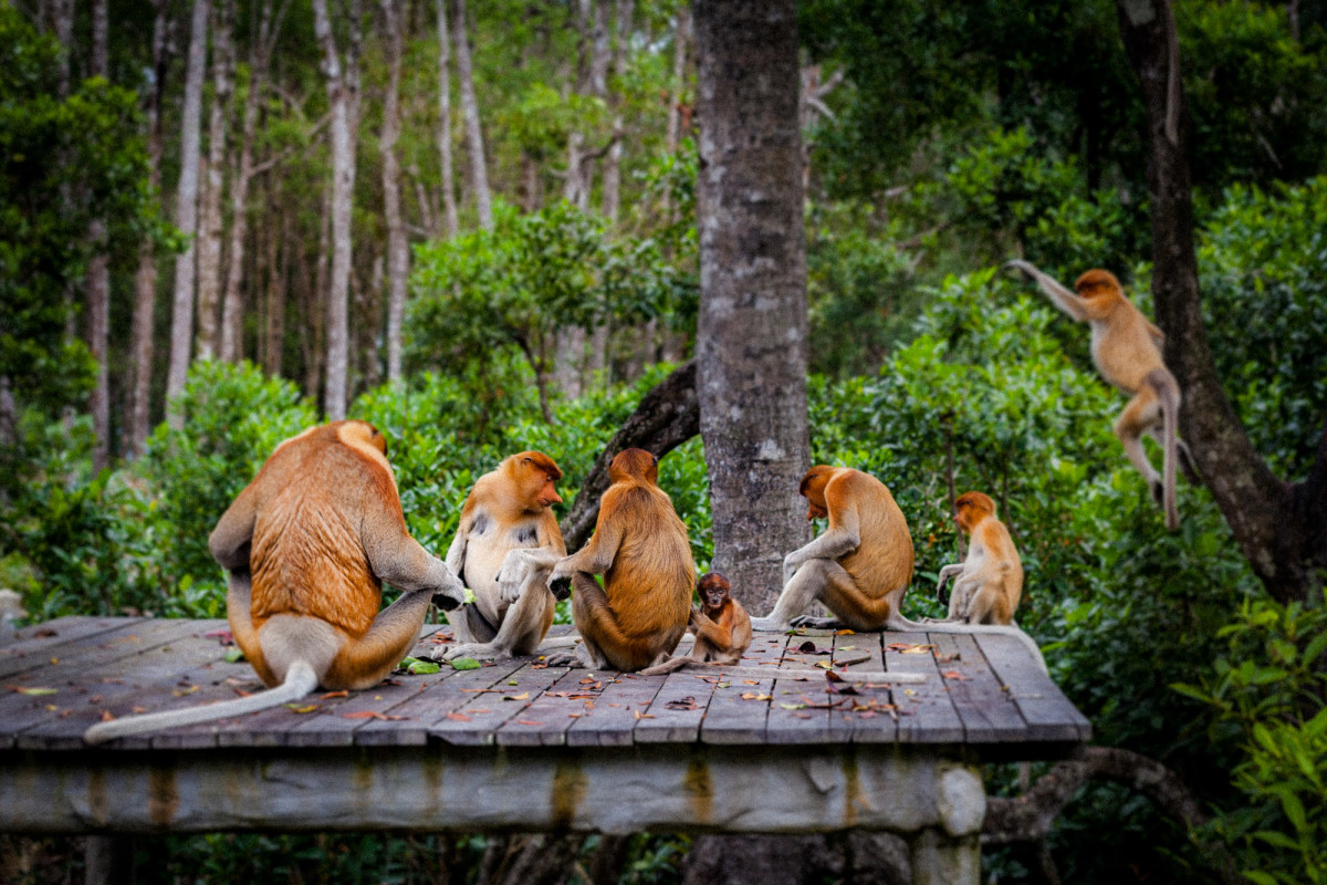 Sepilok-Orang-Utan-14