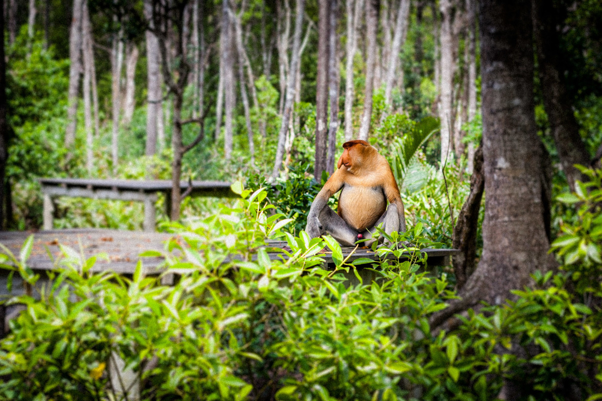 Sepilok-Orang-Utan-15