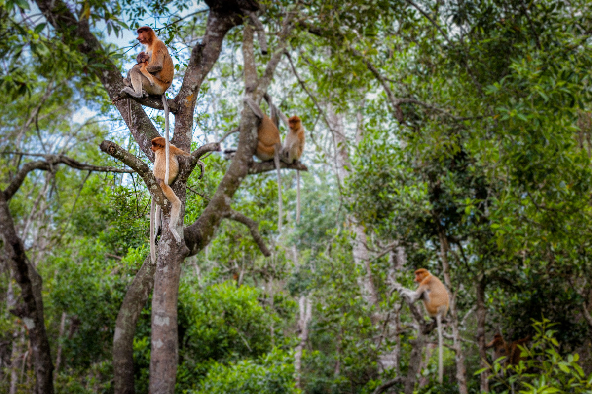 Sepilok-Orang-Utan-16