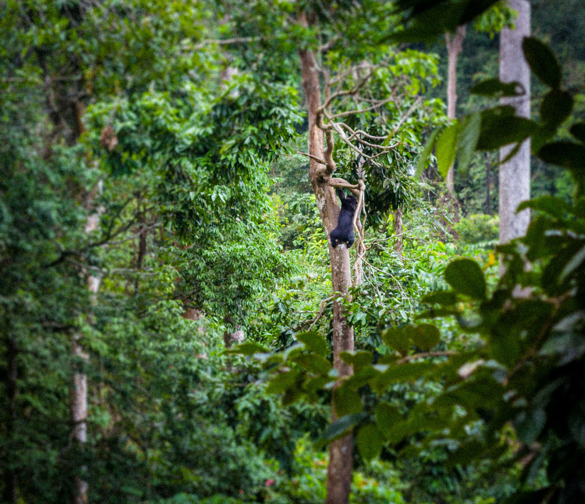 Sepilok-Orang-Utan-2