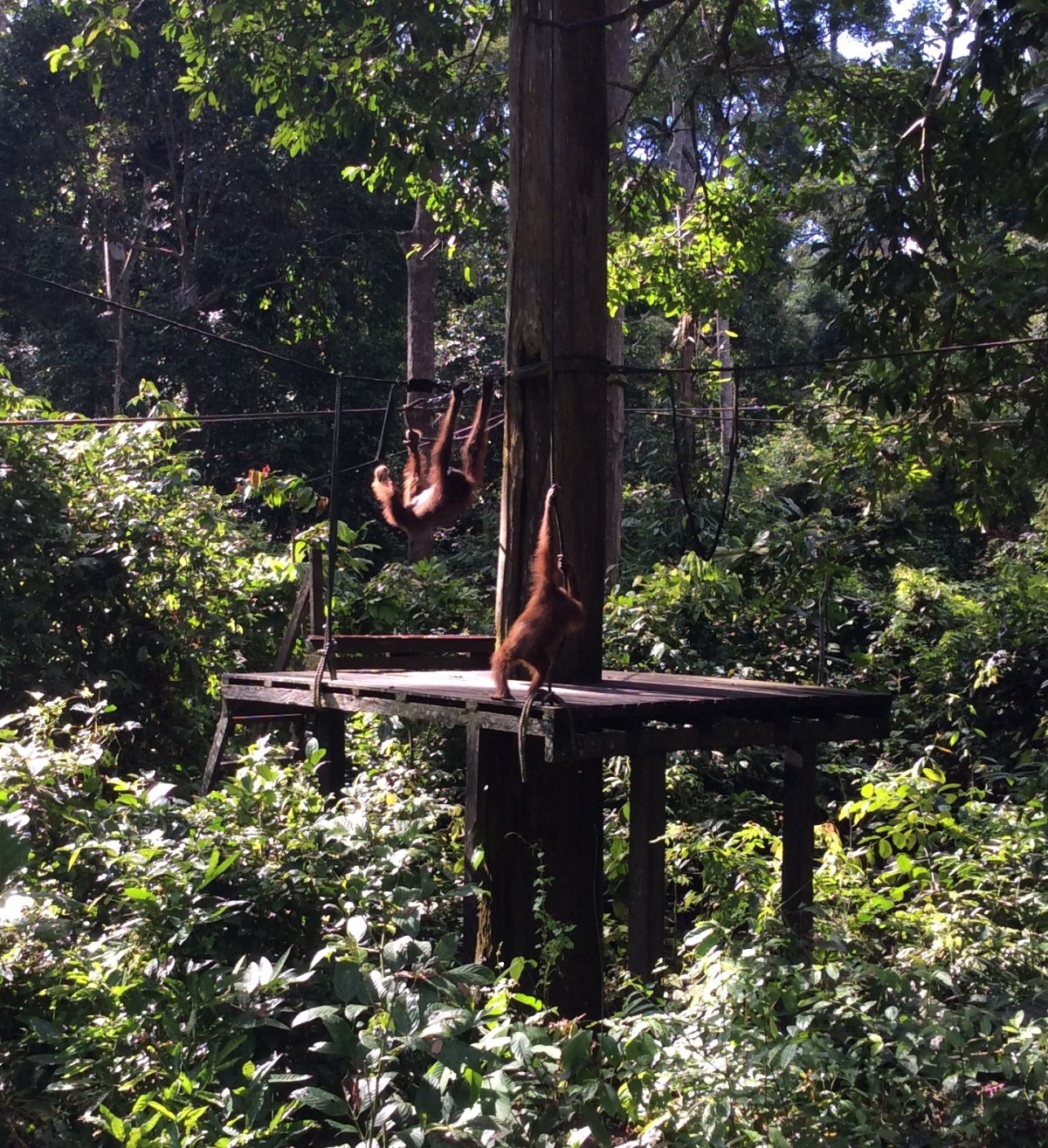 Sepilok-Orang-Utan-26