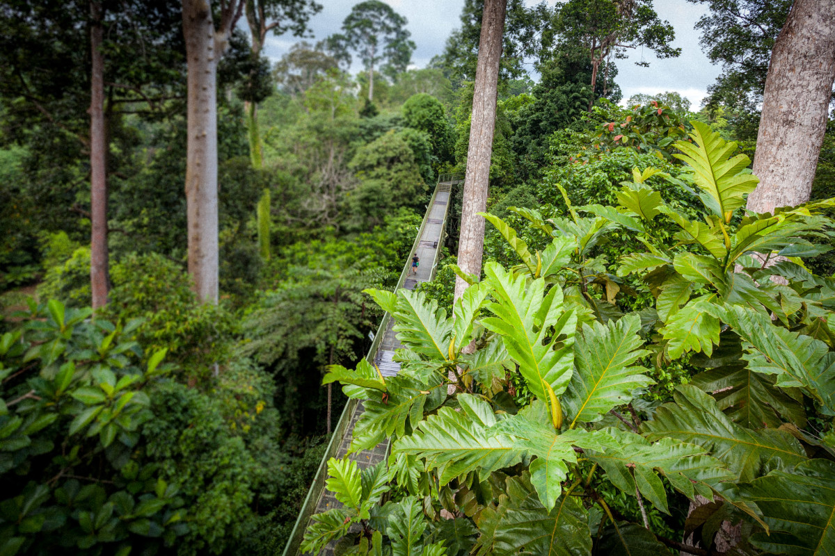 Sepilok-Orang-Utan-7