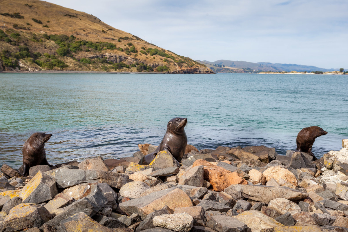 Dunedin-Neuseeland-13