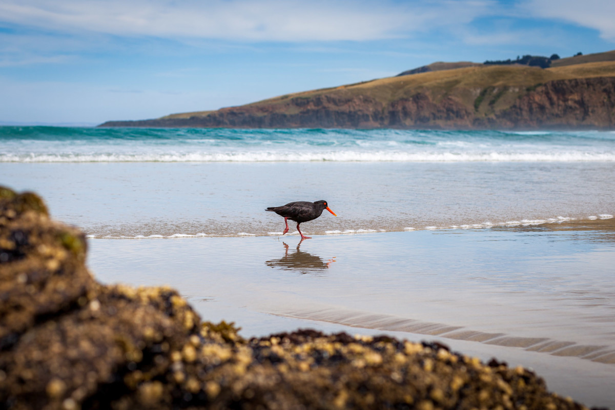 Dunedin-Neuseeland-17