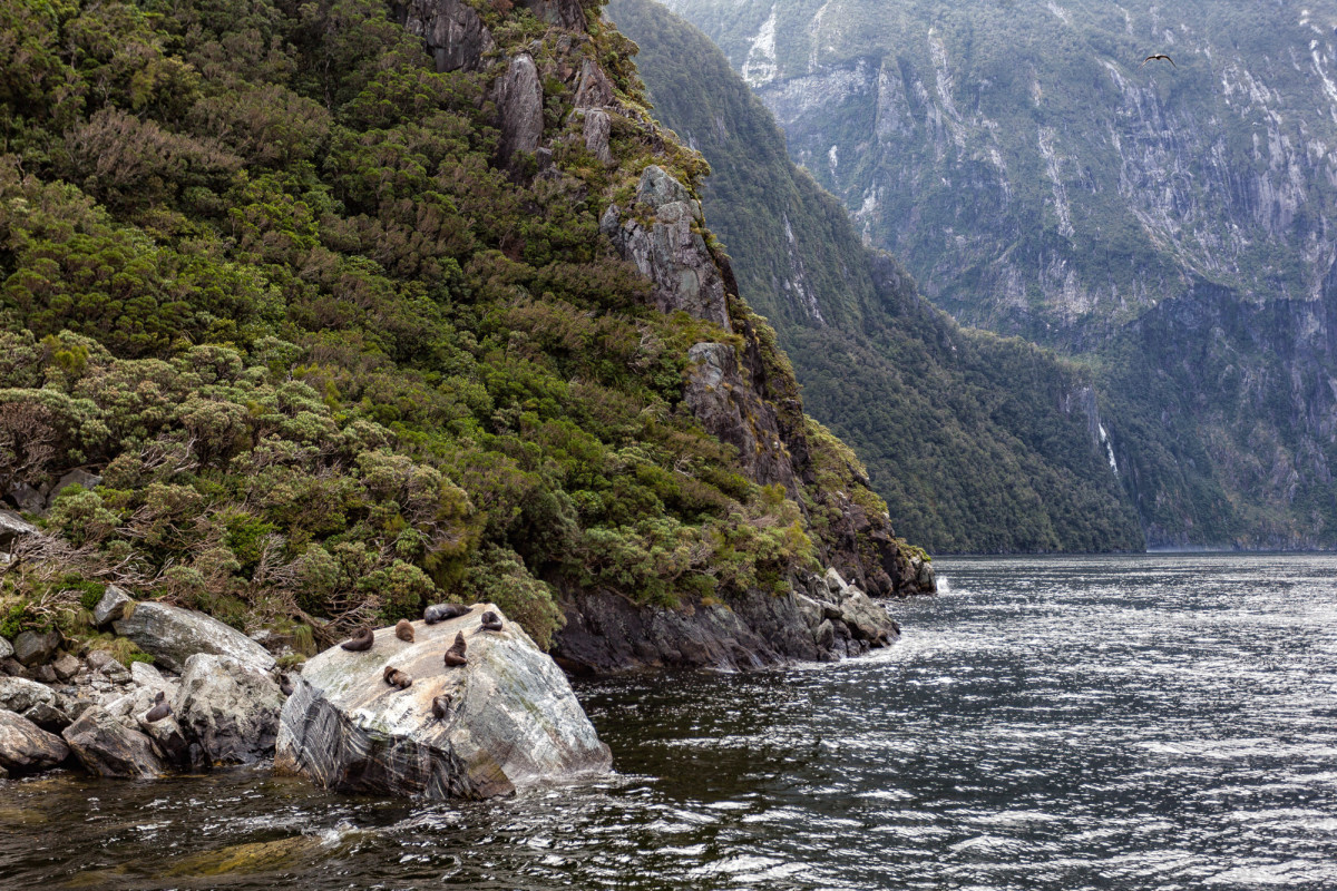 Milford-Sound-Neuseeland-15