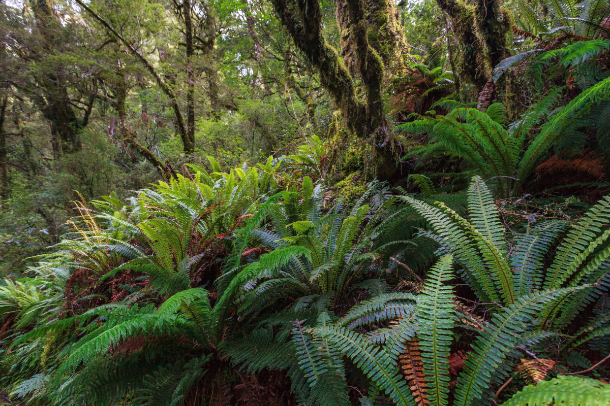 Milford-Sound-Neuseeland-23