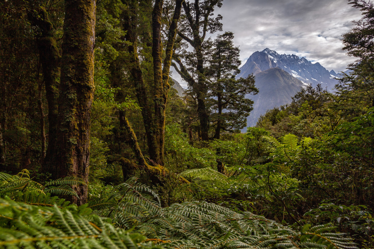 Milford-Sound-Neuseeland-4