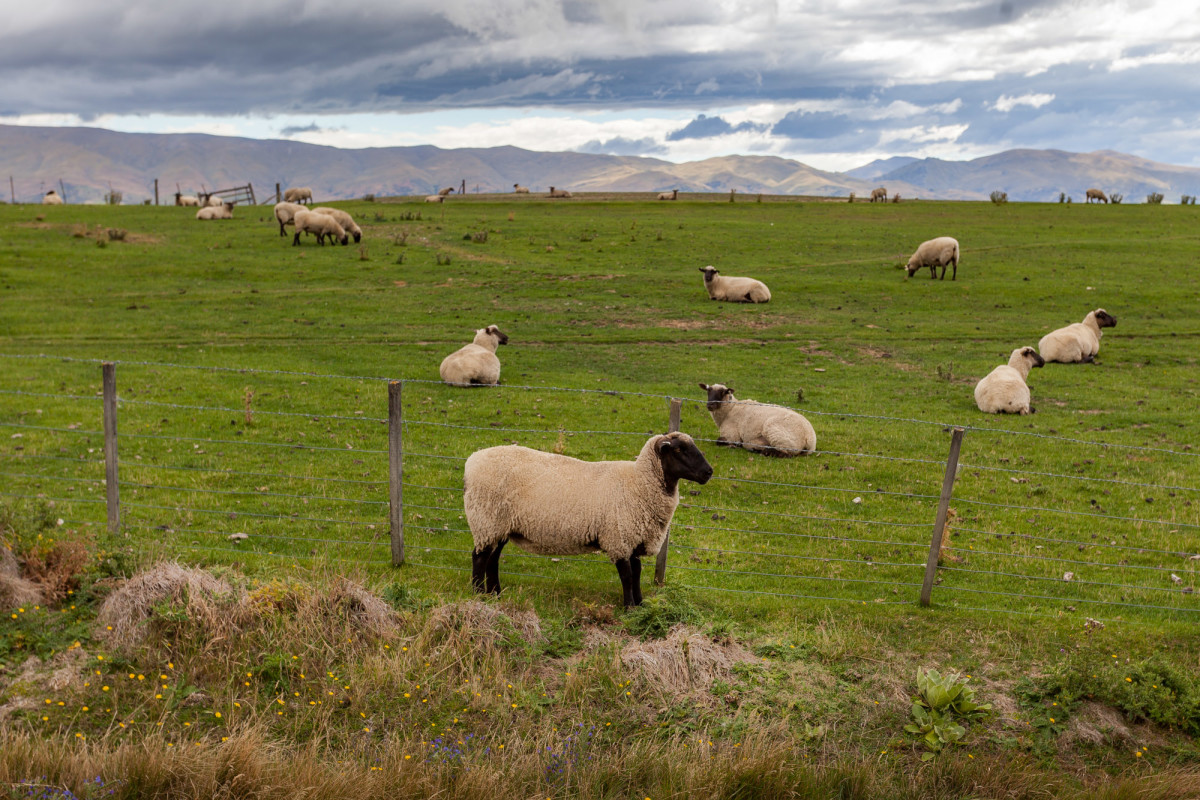 Otago-Central-Rail-Trail-Neuseeland-10