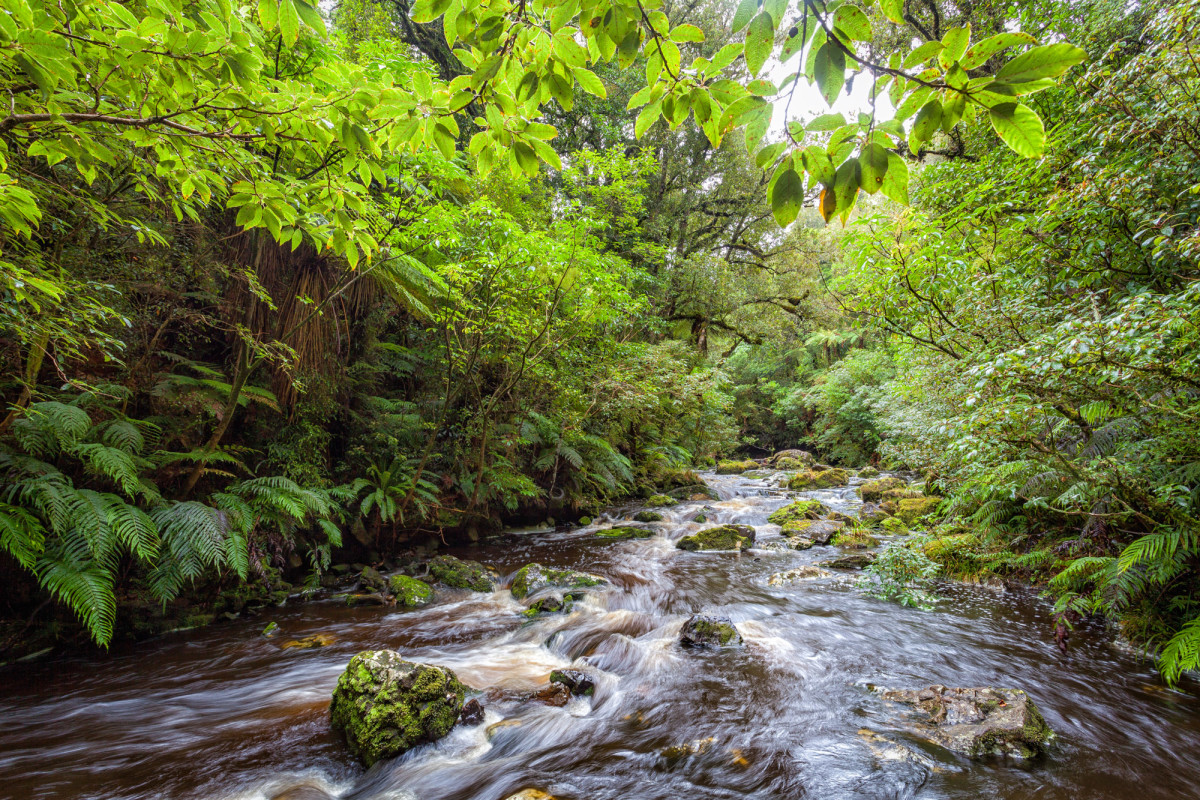 Southern-Scenic-Route-Catlins-Neuseeland-13