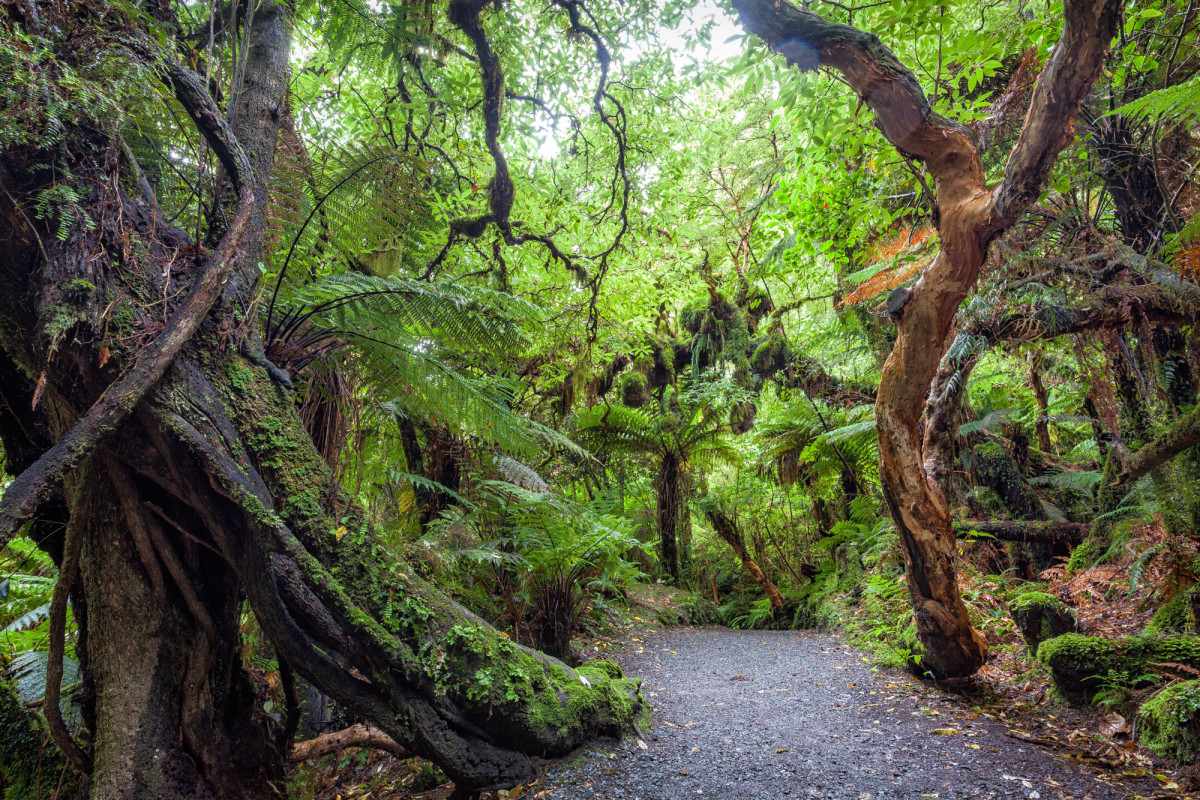 Southern-Scenic-Route-Catlins-Neuseeland-14