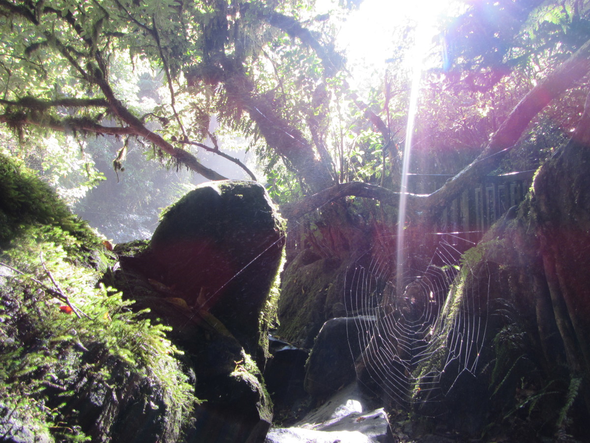 Southern-Scenic-Route-Catlins-Neuseeland-29