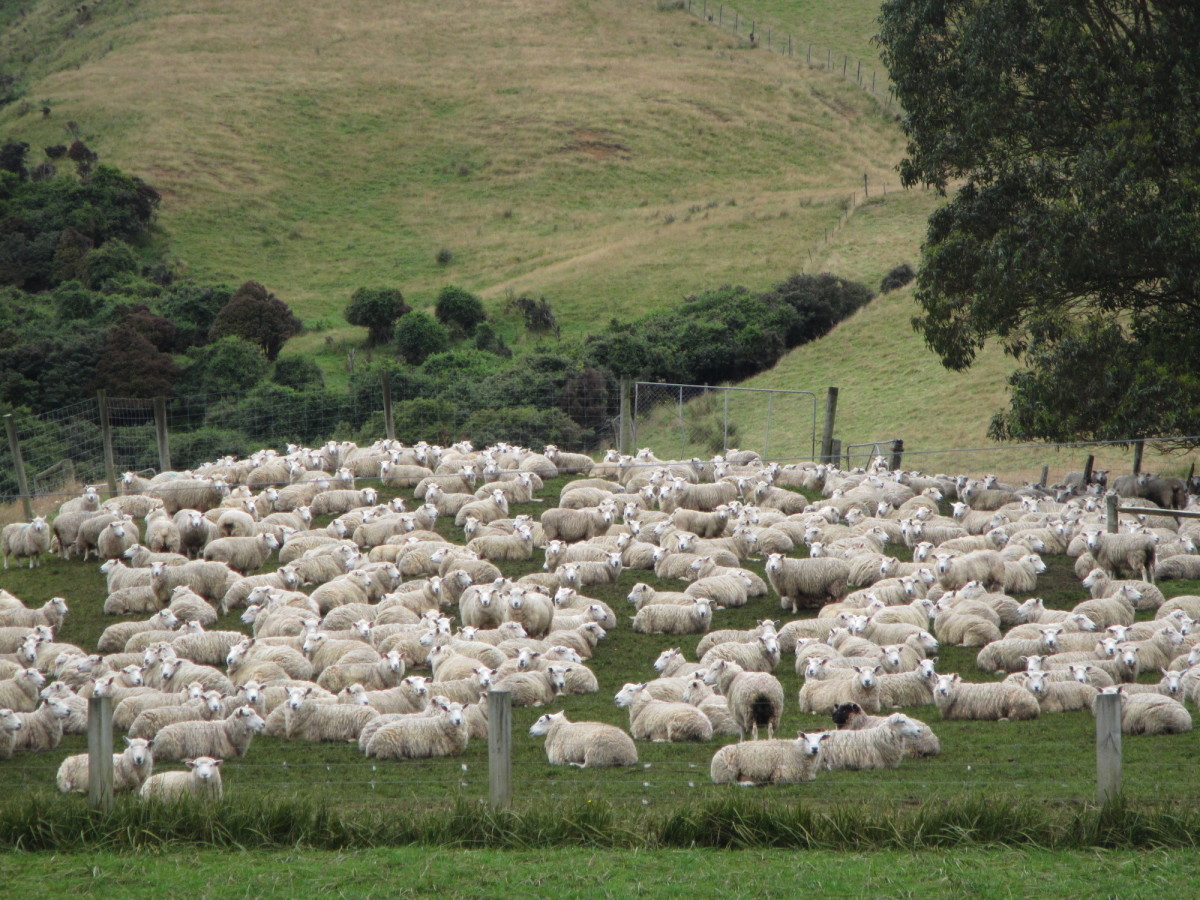 Southern-Scenic-Route-Catlins-Neuseeland-32