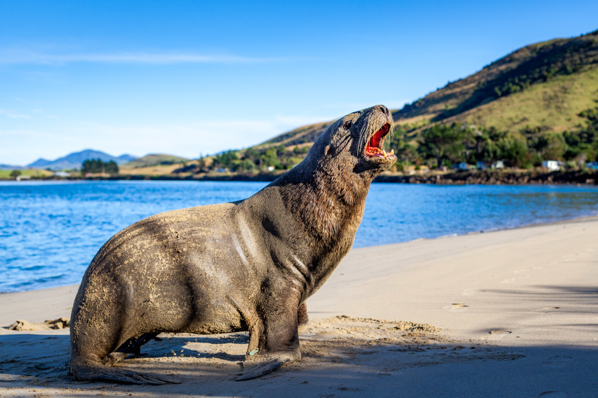 Southern-Scenic-Route-Catlins-Neuseeland-8