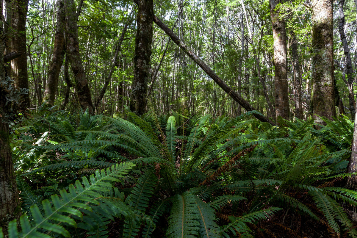 Southern-Scenic-Route-Western-Southland-Neuseeland-5