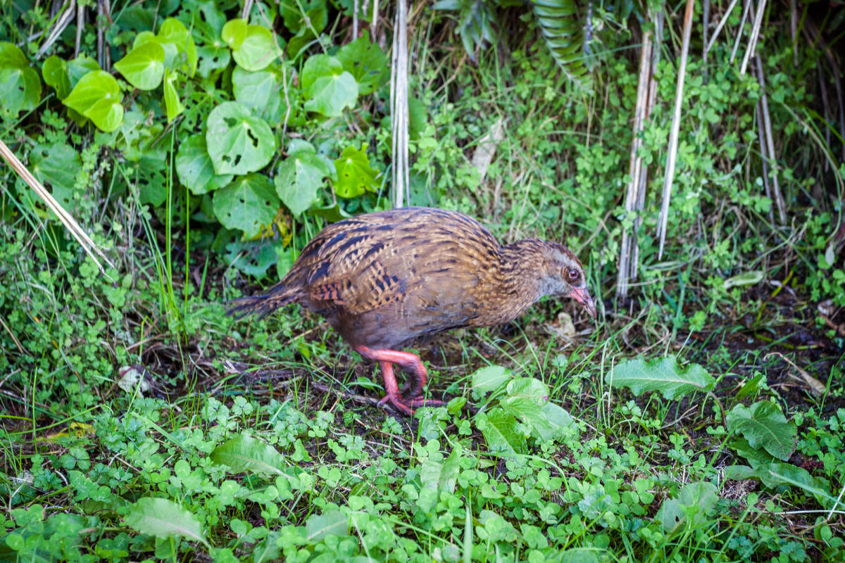 Ross-Hokitika-Greymouth-Westport-14