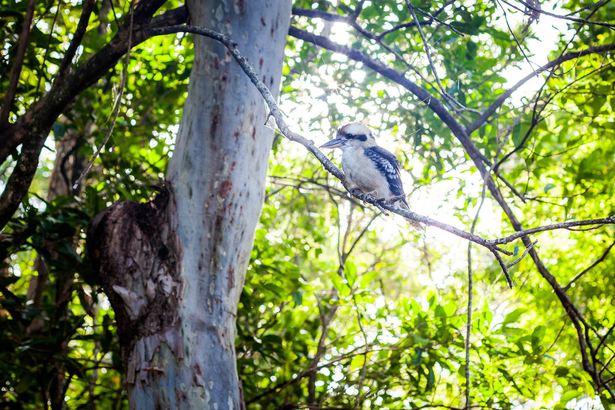 Airlie-Beach-Great-Barrier-Reef-Australien-42