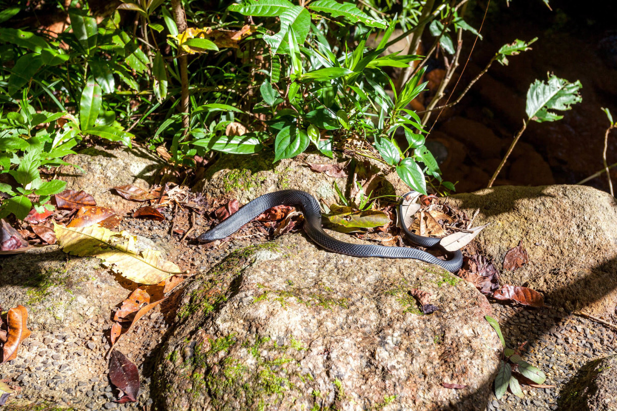 Babinda-Great-Barrier-Reef-Australien-3