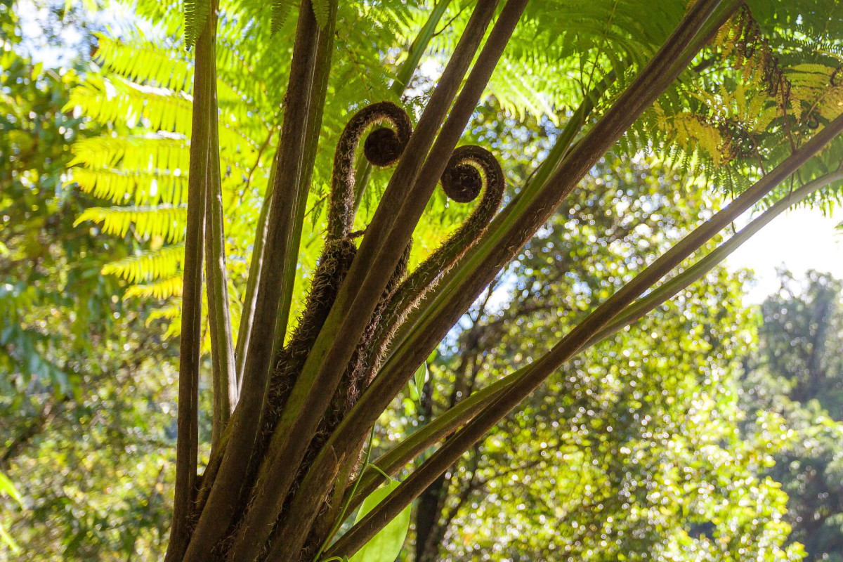 Babinda-Great-Barrier-Reef-Australien-4