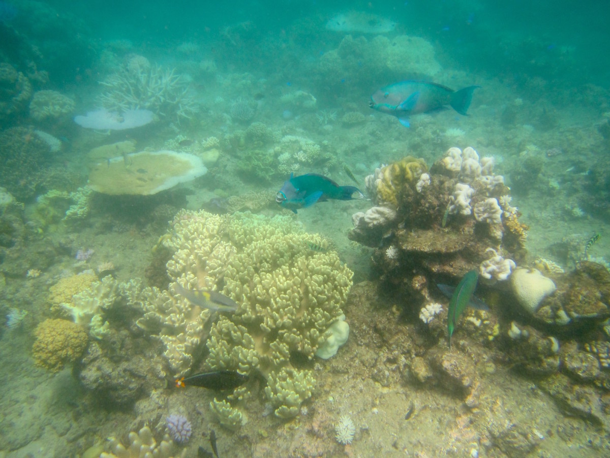 Cairns-Great-Barrier-Reef-Australien-1