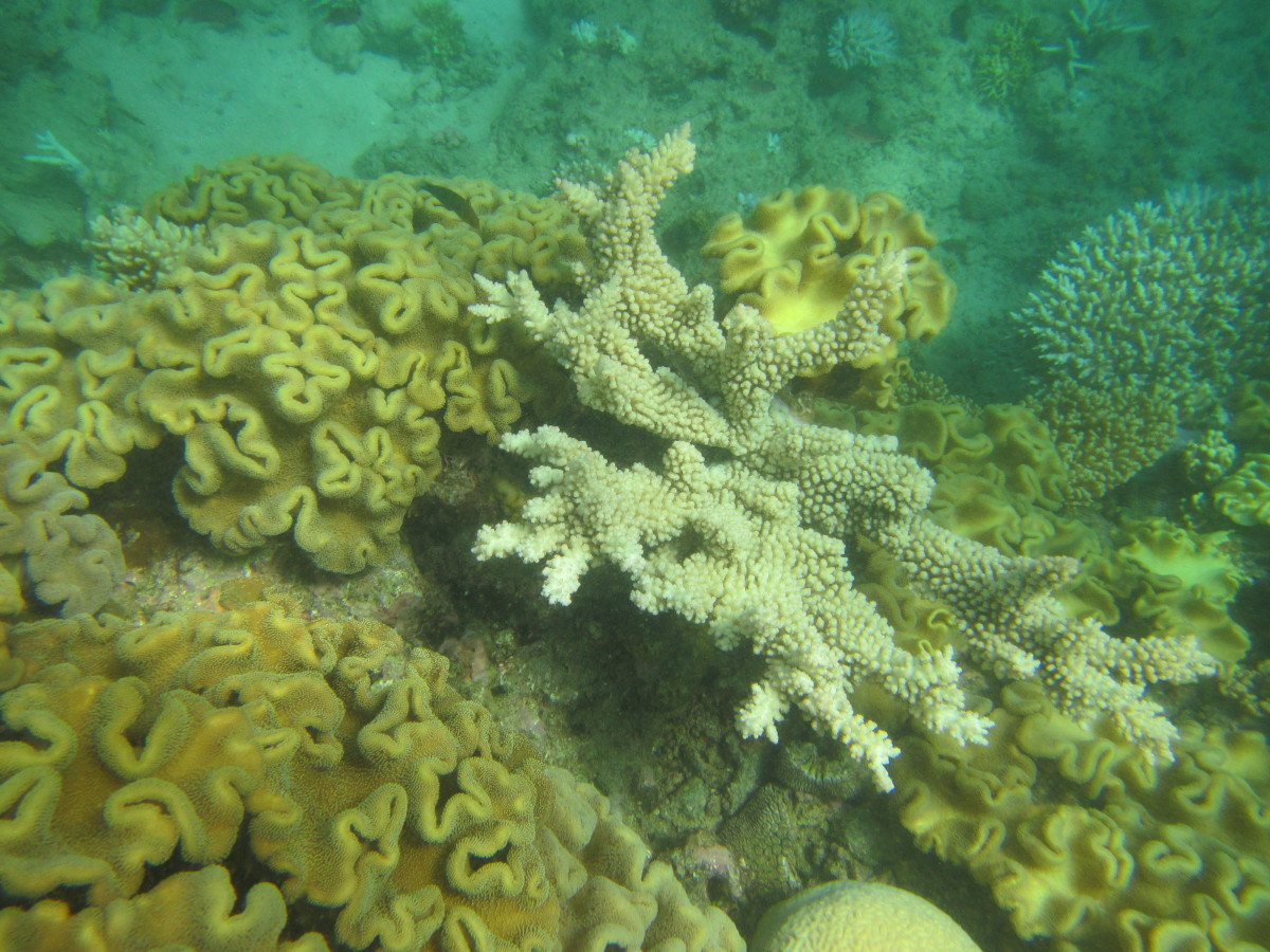 Cairns-Great-Barrier-Reef-Australien-11