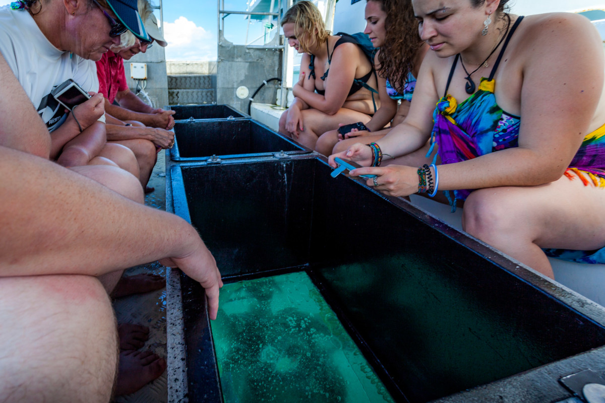 Cairns-Great-Barrier-Reef-Australien-16