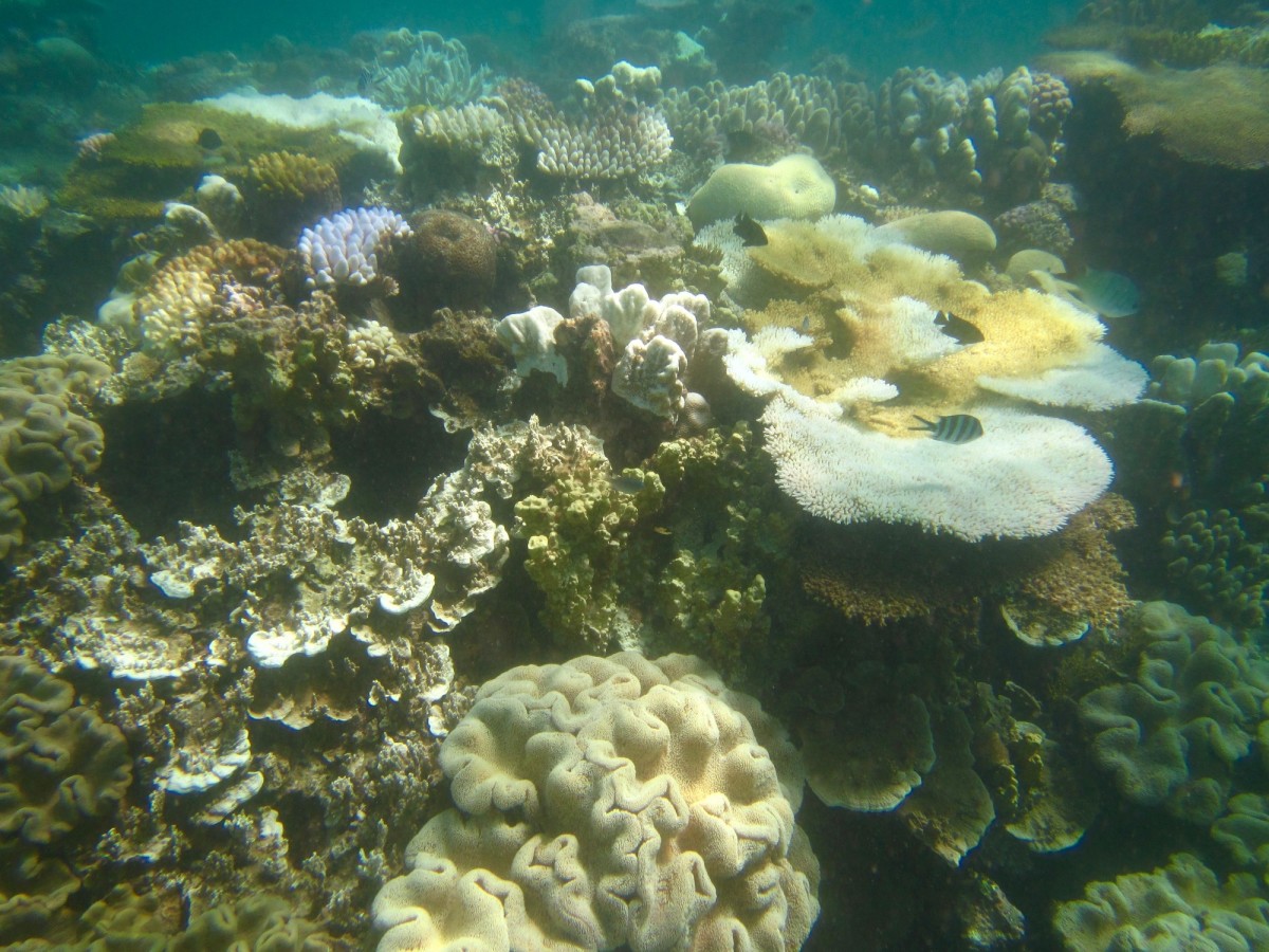 Cairns-Great-Barrier-Reef-Australien-20