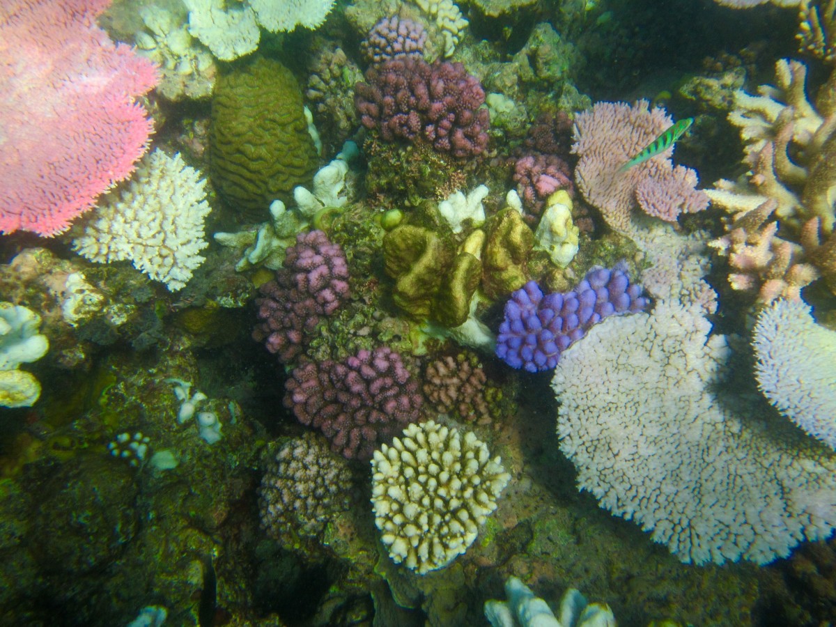 Cairns-Great-Barrier-Reef-Australien-3