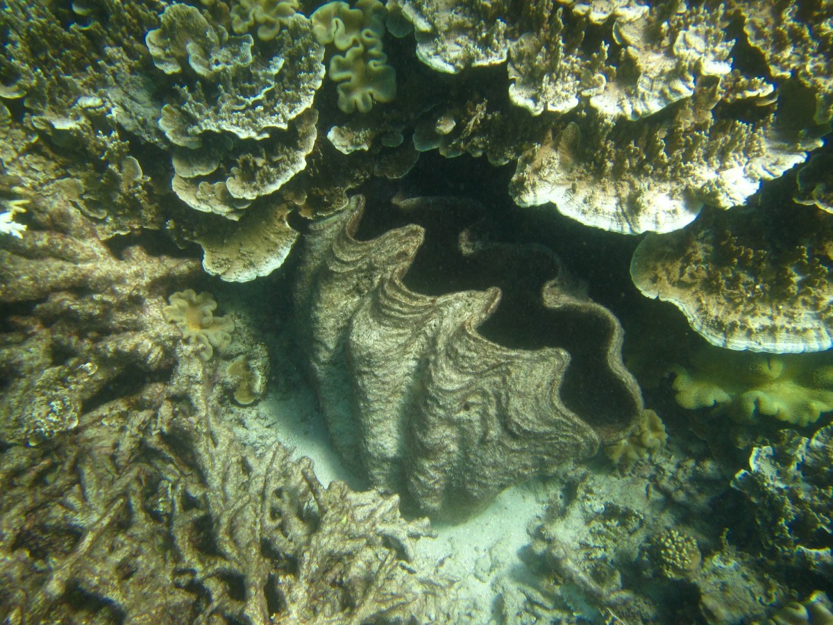 Cairns-Great-Barrier-Reef-Australien-4